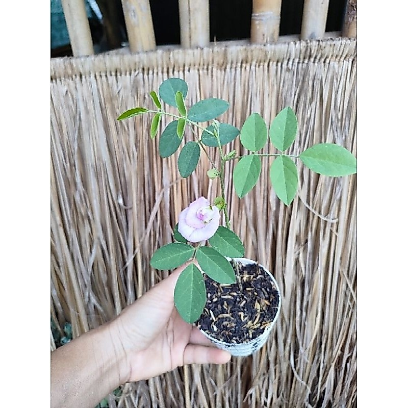 ต้นอัญชันสีชมพูเข้มต้นใหญ่พร้อมออกดอก