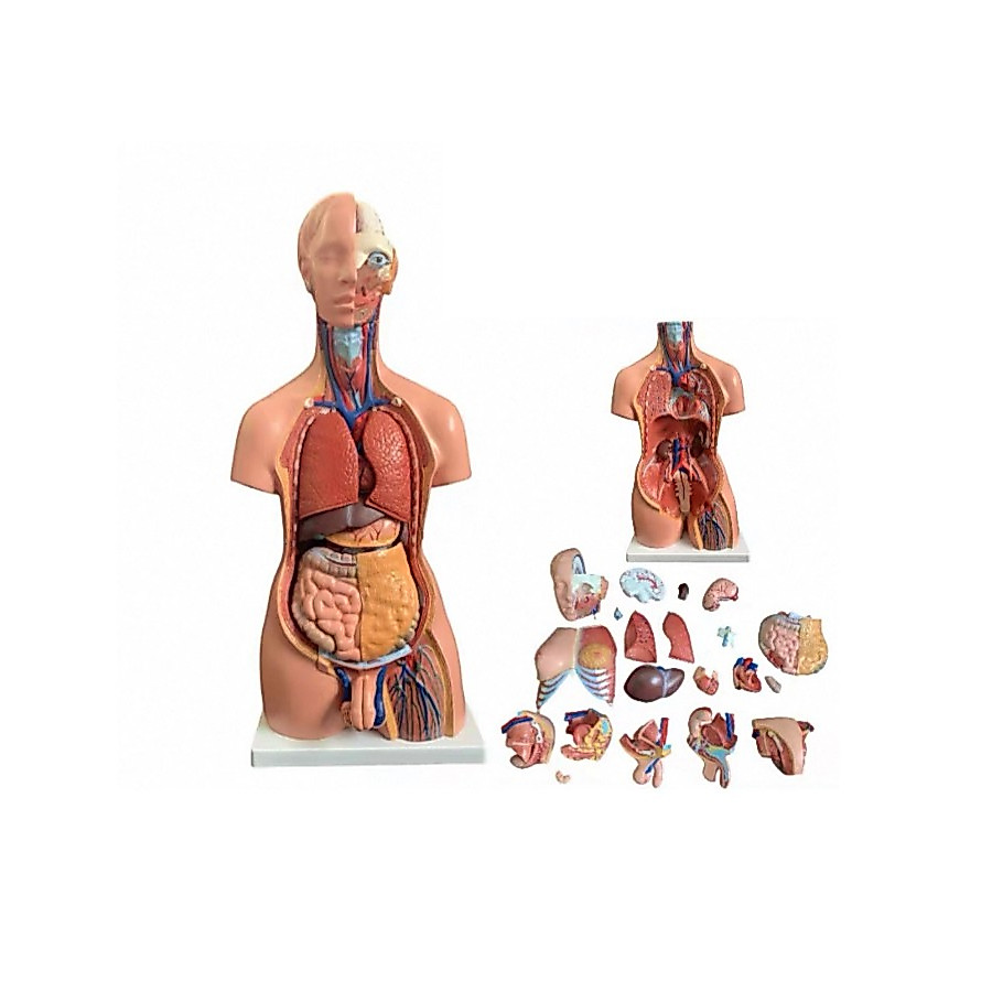 Human Torso Body Model Anatomical Medical Internal Organs For Teaching Anatomy Model แบบจำลองลำตัวมนุษย์