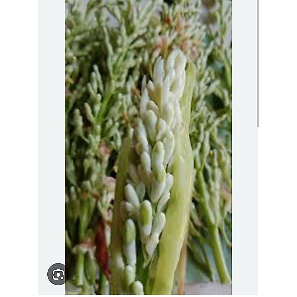ดอกข่าorganic เก็บสดบรรจุ100กรัม
