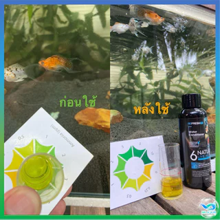 🆕 6NATURE จุลินทรีย์ตู้ปลา Nitrifying + Bacillus รวม 6 สายพันธุ์ น้ำใส ลดกลิ่น ตั้งตู้/บ่อปลา ไม้น้ำ กุ้ง