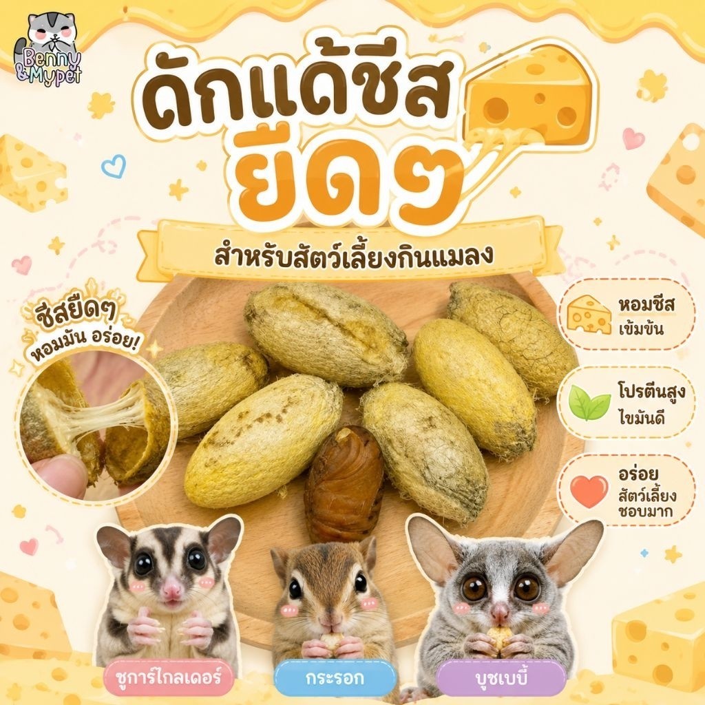 ดักแด้ชีส (ไทย) เสริมโปรตีน บำรุง หนอน สำหรับ สัตว์กินแมลง ชูการ์ไกลเดอร์ กระรอก เม่นแคระ ลิง บุชเบบี้ หนู