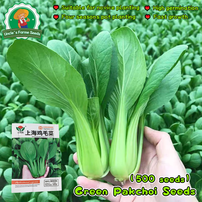 500 เมล็ด ผักกวางตุ้งฮ่องเต้ Green Pakchoi Seeds for Planting Vegetables ผักเบบี้ฮ้องเต้ เมล็ดพันธุ์ เมล็ดพันธุ์ ผักกาด