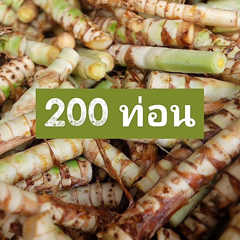 ท่อนพันธุ์หญ้าหวานอิสราเอล บรรจุ 200 ท่อน