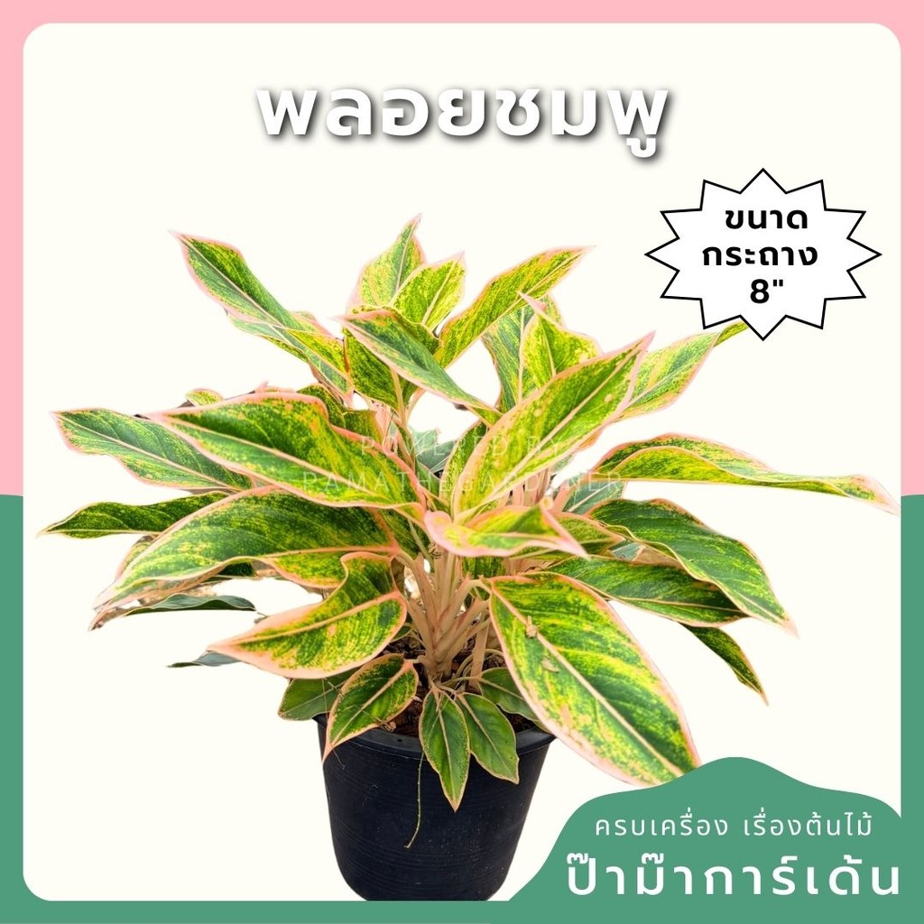 พลอยชมพู 8 นิ้วฟอร์มกอ อโกลนีม่า