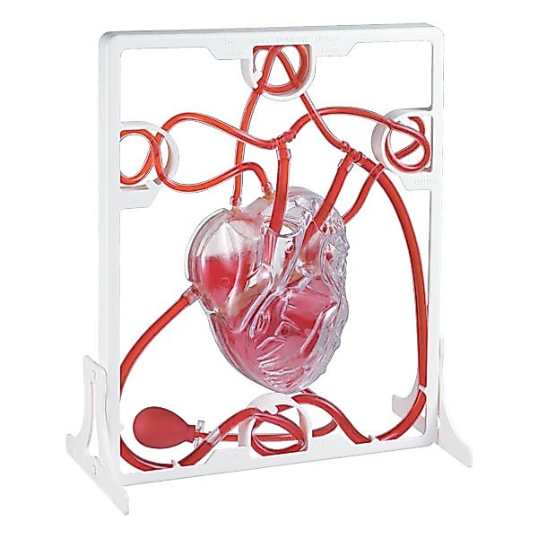 หุ่นจำลองการทำงานของหัวใจ (Pumping Heart)