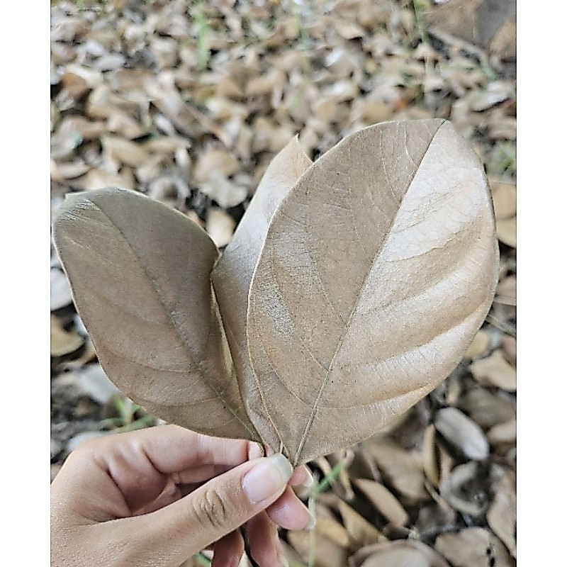 🍂ใบขนุนแห้ง สำหรับน้องไอโซพอด50 กรัม