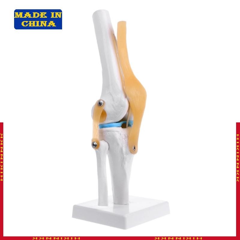 HIK Human Anatomical Knee Joint ยืดหยุ่นโครงกระดูกรุ่น Medical Learning Aid Anatomy