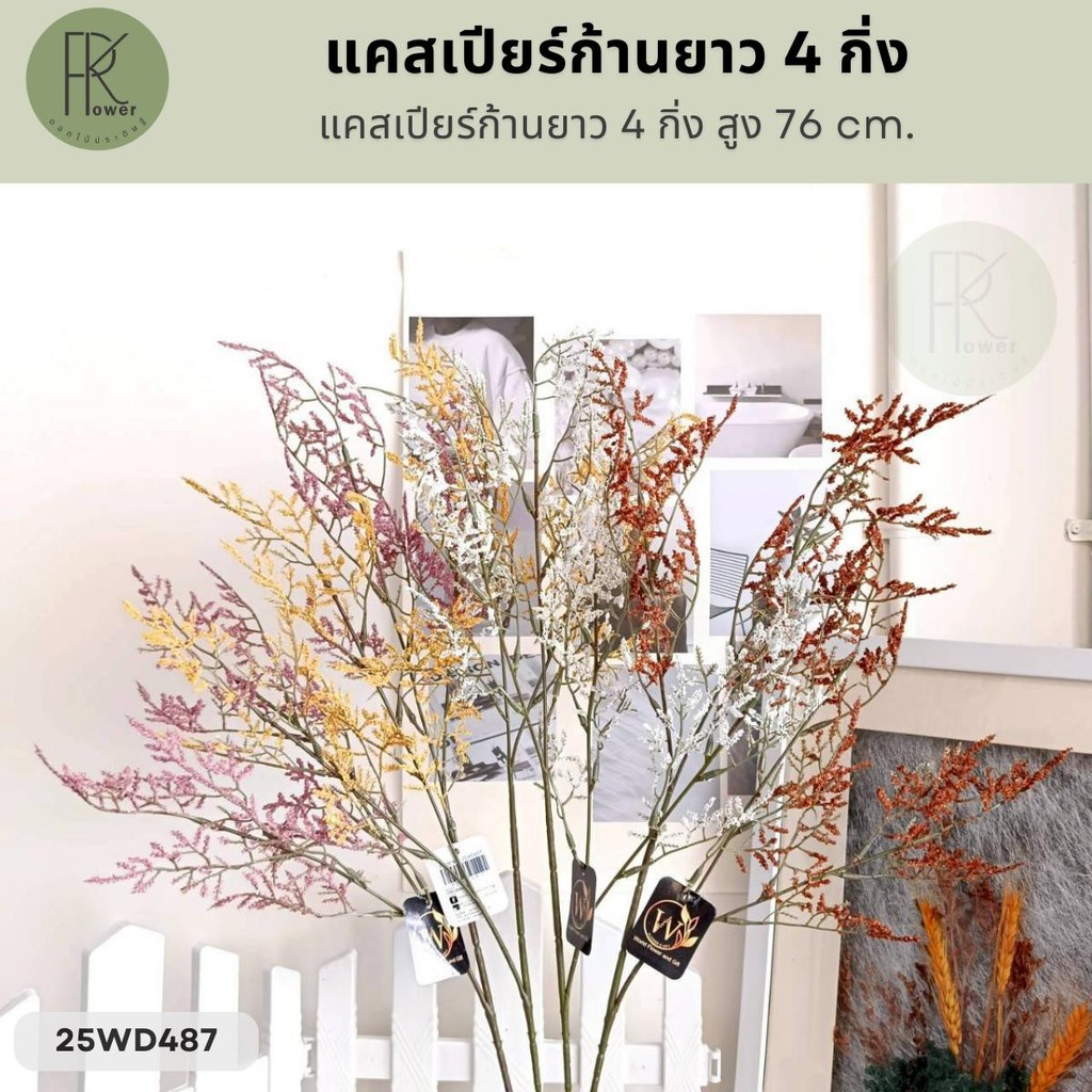 แคสเปียร์ก้านยาว 4 กิ่ง สูง 76 cm.