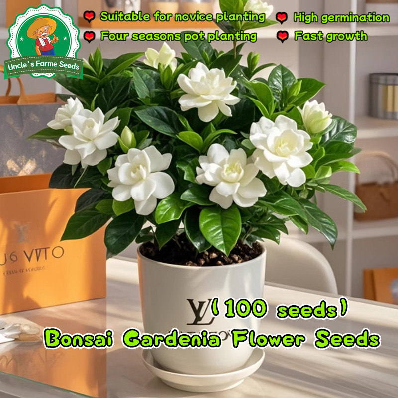 Fragrant Gardenia Flower Seeds for Planting เมล็ดพันธุ์ไม้ดอกไม้ประดับ กลิ่นห Gardenia Plants Jasmine Flower Seeds