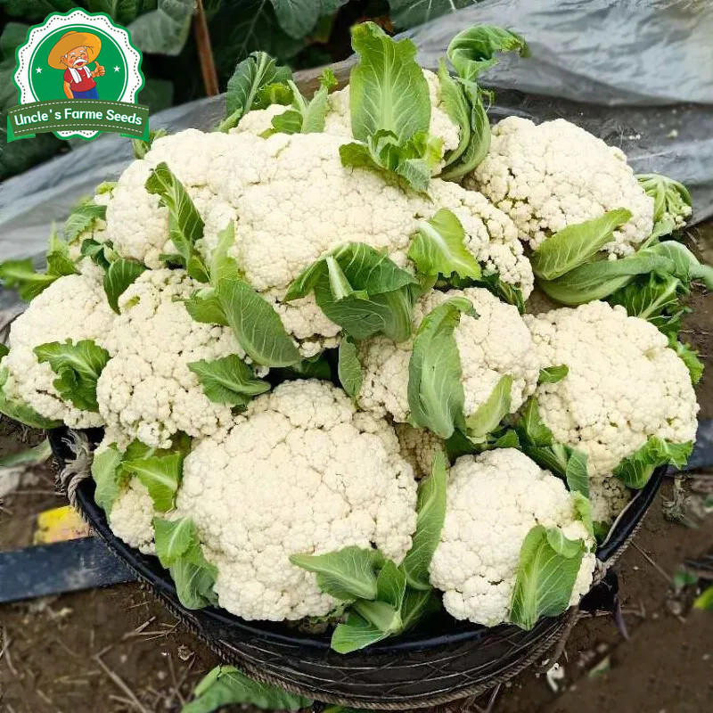 ดอกใหญ่จริง 350เมล็ด เมล็ด​พันธุ์​ กะหล่ำดอก​ White Cauliflower​ Seeds for Planting Vegetables Plants เมล็ดพันธุ์คุณภาพ - รูปที่ 6