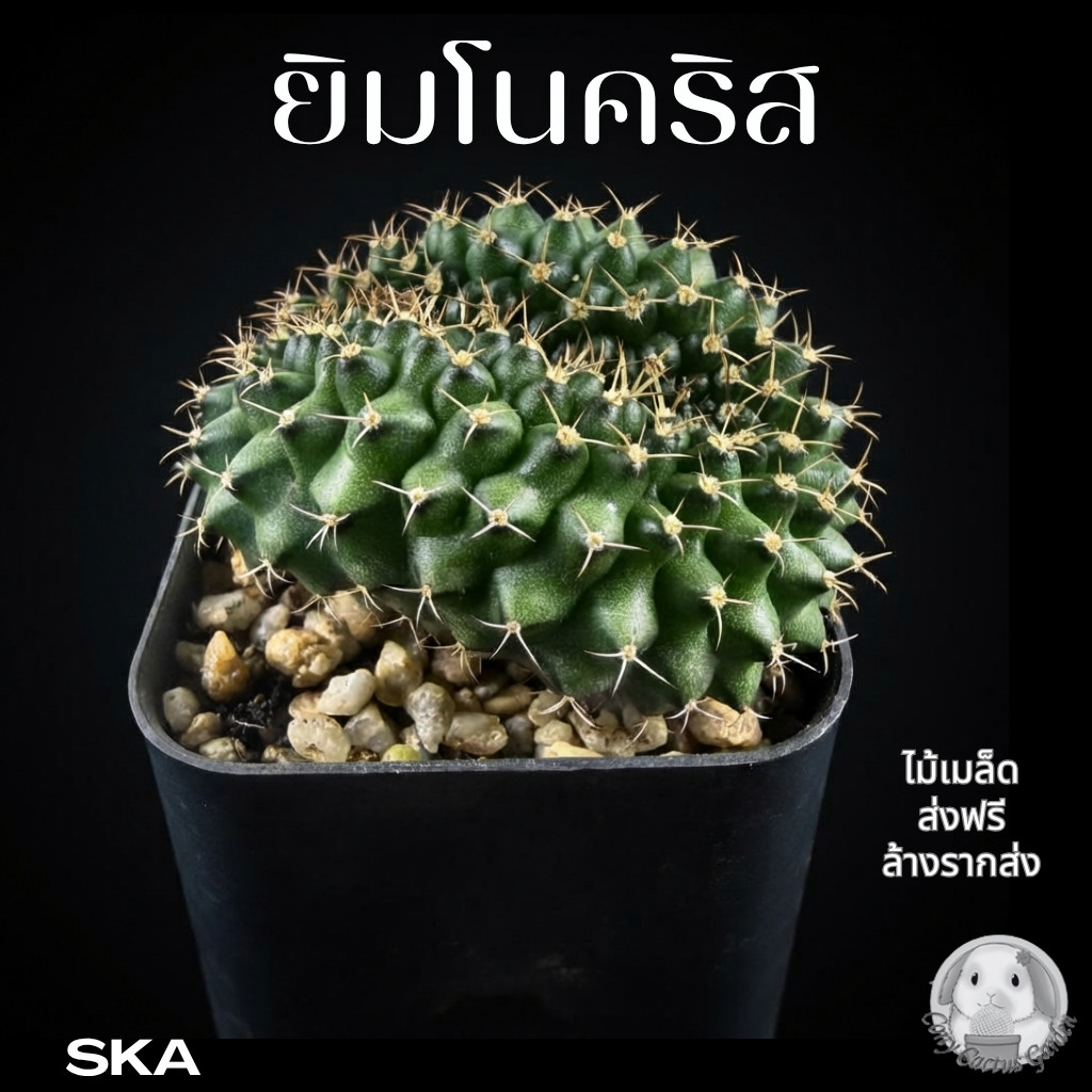 ยิมโนคริส น่ารักๆ ((( เลือกต้นได้ ))) ส่งทั้งกระถาง รหัส SKA