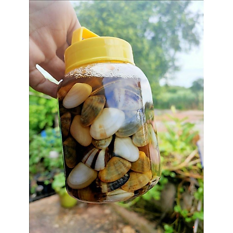 หอยเสียบ ดองเกลือ สด ใหม่ หวาน