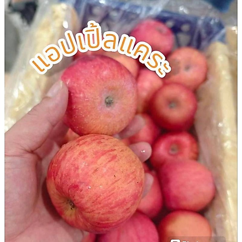 แอปเปิ้ลแคระ🍎สายพันธุ์ฟูจิ🍎1kg.🍎กรอบ อร่อย แอปเปิ้ลไม่ได้แว๊กผิวสีผิวตามธรรมชาติ ต้องลอง size 5-7 ลูก