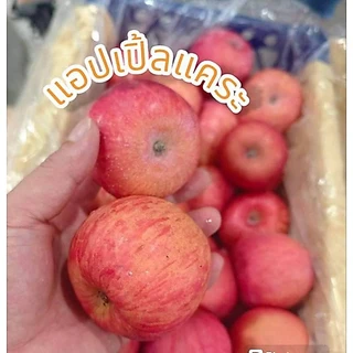 แอปเปิ้ลแคระ🍎สายพันธุ์ฟูจิ🍎1kg.🍎กรอบ อร่อย แอปเปิ้ลไม่ได้แว๊กผิวสีผิวตามธรรมชาติ ต้องลอง size 5-7 ลูก