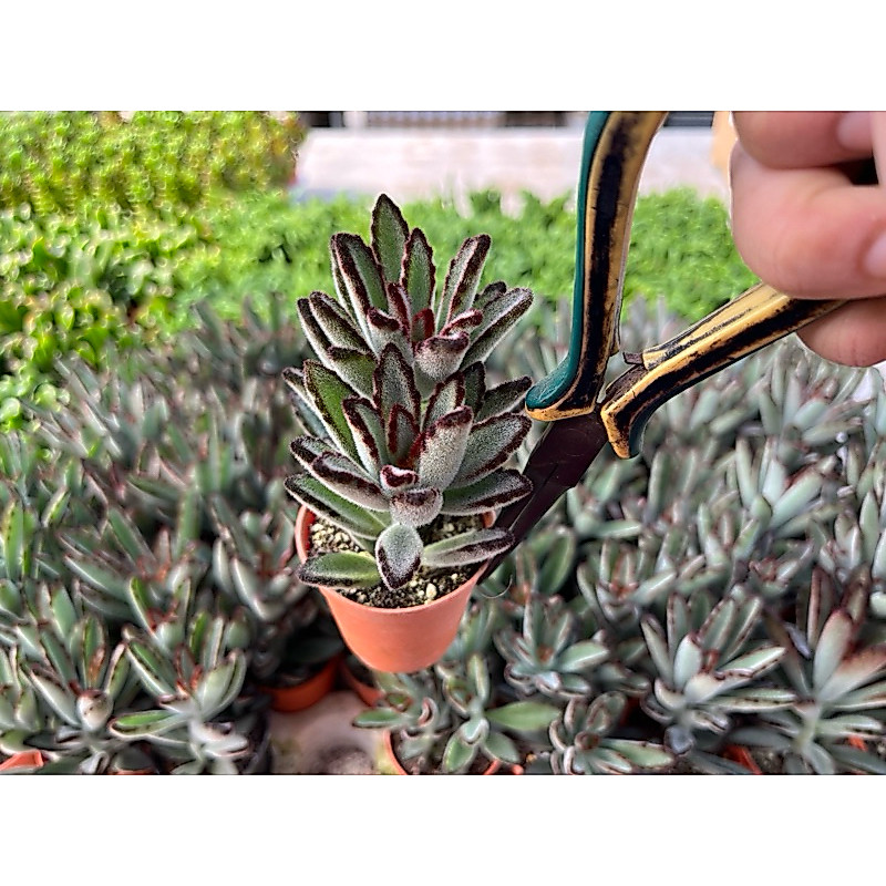 Kalanchoe Tomentosa หมีสีเทาใบเล็ก