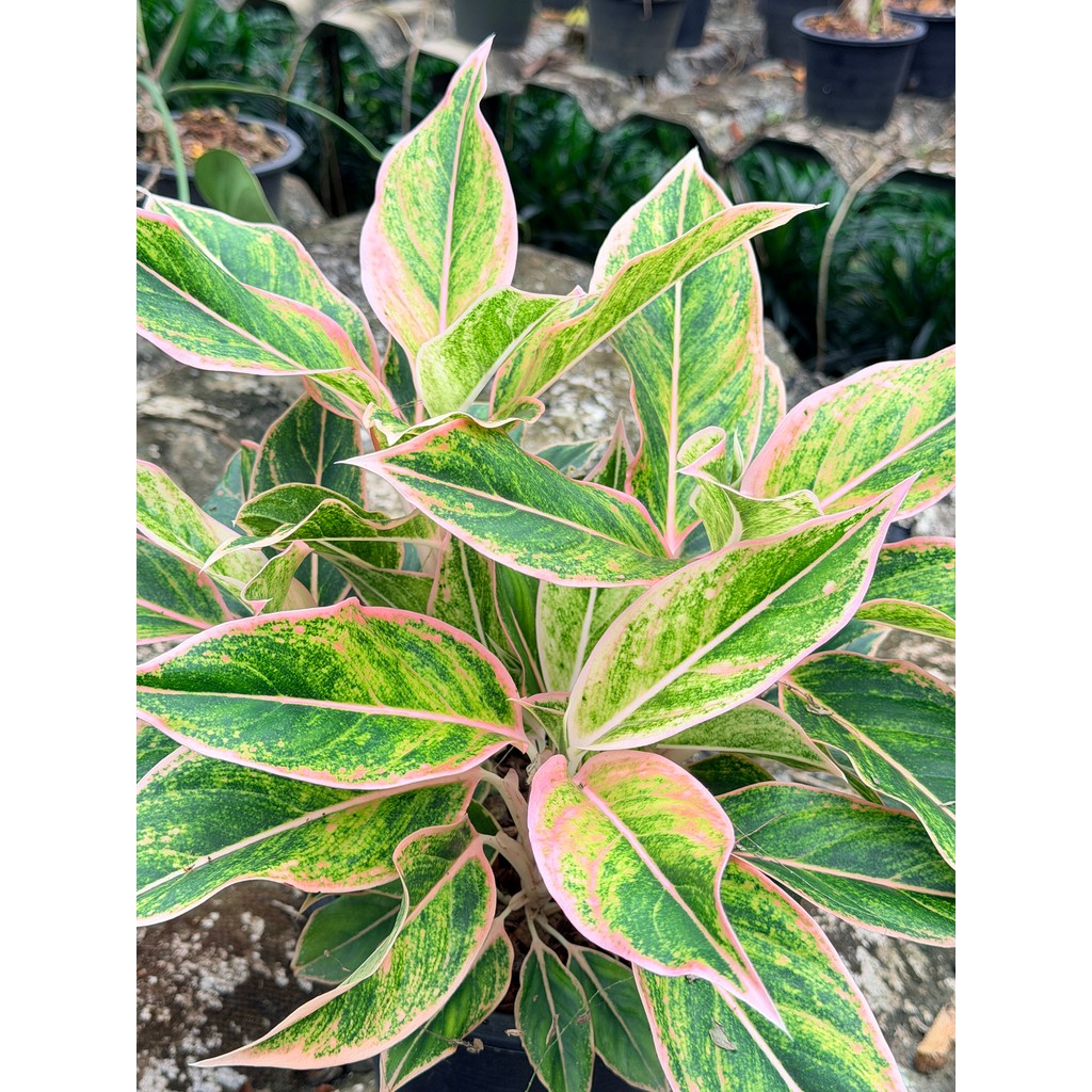 มุมมอง 2