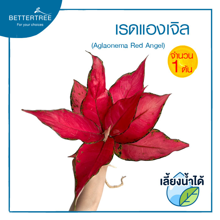 เรดแองเจิล (จำนวน 1 ต้น) เลี้ยงน้ำได้ ต้นไม้มงคล ต้นไม้ฟอกอากาศ
