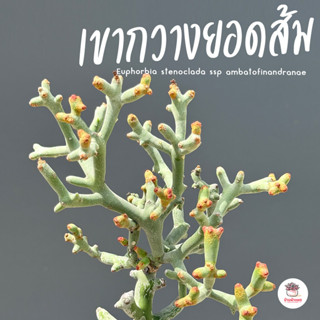 ยูโฟเบียเขากวางยอดส้ม Euphorbia stenoclada ssp. ambatofinand…
