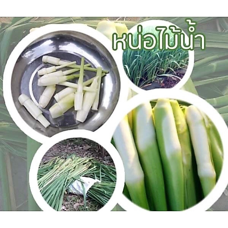 พันธุ์หน่อไม้น้ำ 15 ต้น