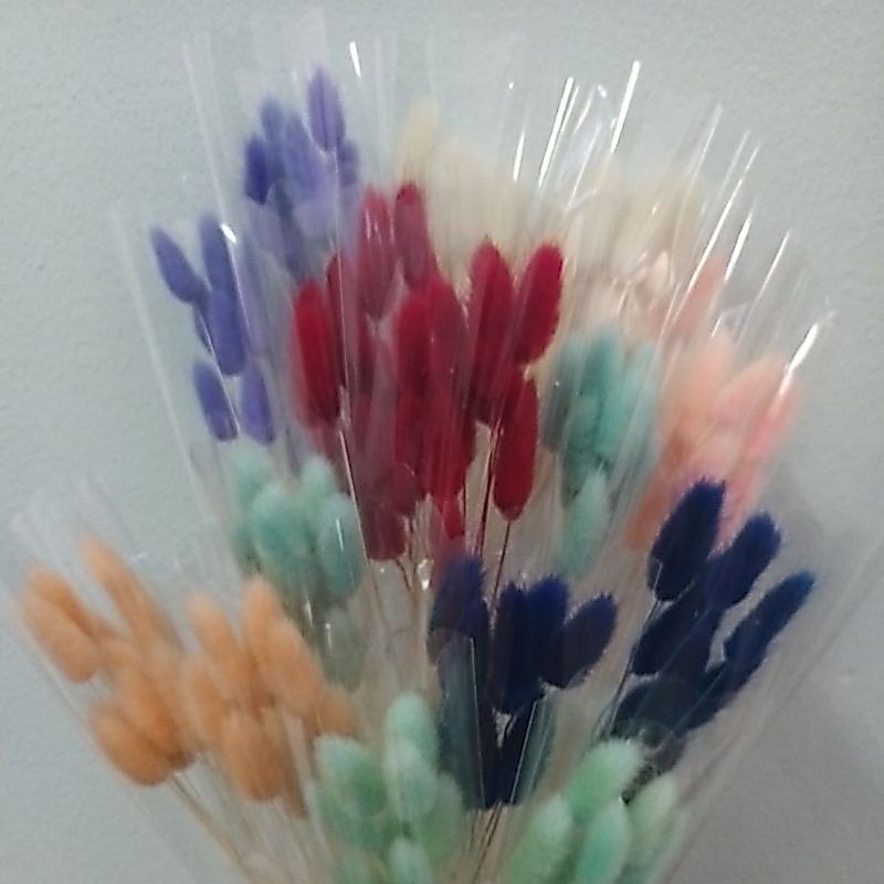 หางกระต่ายแบ่งขาย10ดอกขายถูกมากพร้อมส่ง