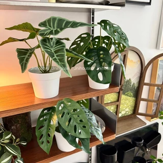 [พร้อมส่ง] Jnihouse : ต้นไม้ประดิษฐ์เล็กกระถางขาว พลูฉลุ อโลคาเซีย (Artificial Tree)(SW001)