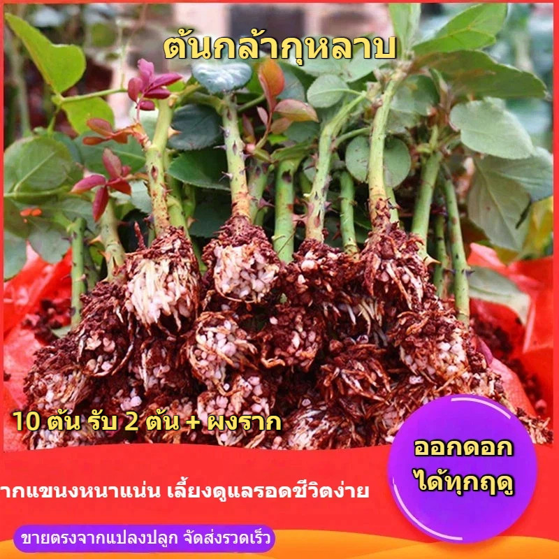 🌹🌱ต้นกล้ากุหลาบชุด10ต้น แถมฟรี2ต้น+ผงบำรุงราก รากแขนงหนาแน่น ออกดอกทุกฤดู เลี้ยงรอดง่าย ส่งจากแปลงปลูก