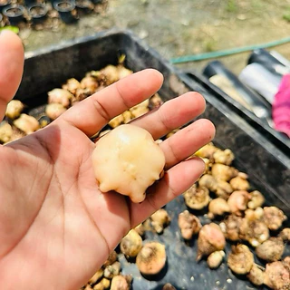 หัวบอนสี 10หัว แถม 5หัว คละสายพันธุ์สวยๆทุกต้น