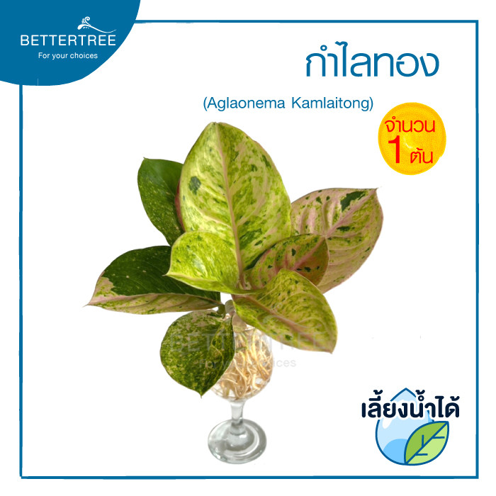 กำไลทอง (จำนวน 1 ต้น) เลี้ยงน้ำได้ ไม้มงคล ไม้ฟอกอากาศ ราคา ถูกที่สุด ดีลบีเคเค