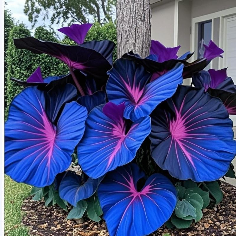 Hosta Seeds -800 pcs หายาก Deep Blue & Purple Hosta พร้อม Blue Variations - พืชยืนต้นสําหรับสวนกลางแ