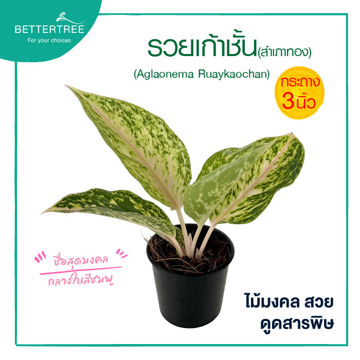 รวยเก้าชั้น (สำเภาทอง) กระถาง 3 นิ้ว  ต้นไม้มงคล ต้นไม้ฟอกอากาศ