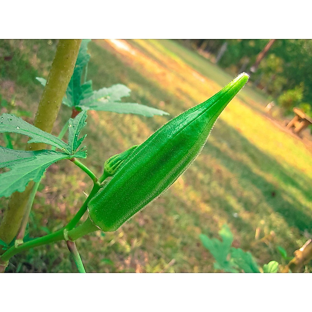 เมล็ดพันธุ์   กระเจี๊ยบเขียวเล็ก  กระเจี๊ยบเขียวใหญ่   ซองละ 25 บาท  เมล็ดจากบ้านสวนสามารถปลูกต่อได้