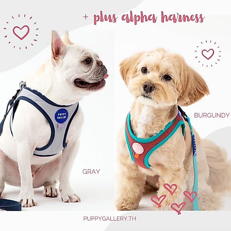 Puppy Gallery + Alpha soft harness - เสื้อรัดอกสุนัข สายจูงสุนัขสีทูโทน สไตล์เกาหลี