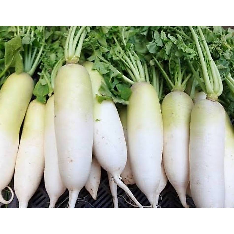 เมล็ดพันธุ์ไชเท้า 100 เมล็ด เมล็ดหัวไชเท้า เมล็ดหัวผักกาด ไชเท้าขาว เมล็ดพันธุ์ผัก