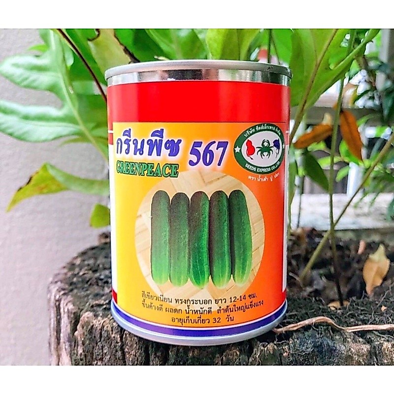 เมล็ดแตงกวา เมล็ดพันธุ์แตงกวา แตงกวา แตงกวากรีนพีซ567 ขนาด 100กรัม เขียวสวยดกถึกทน