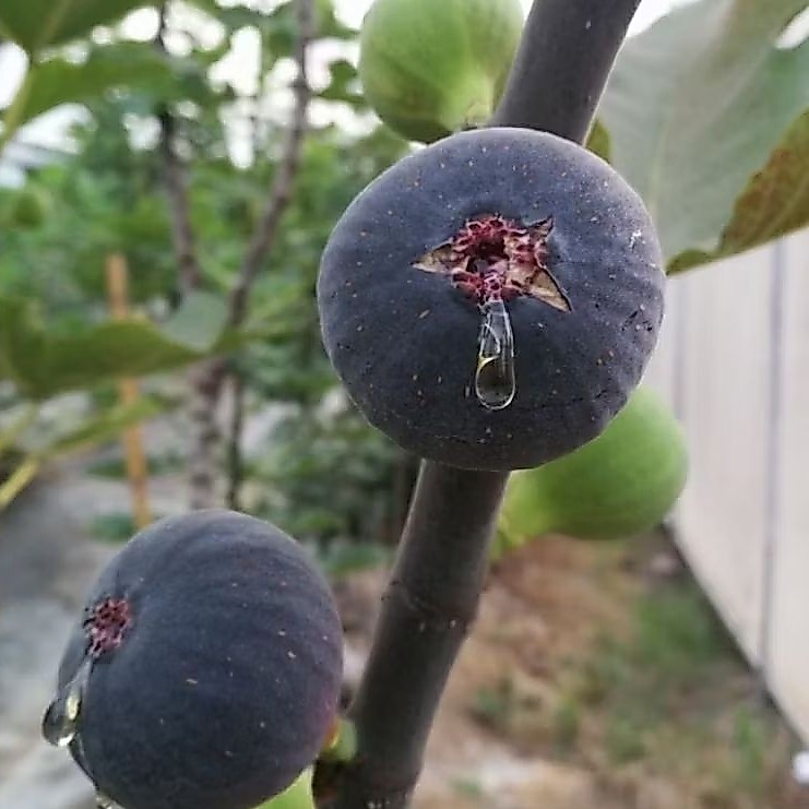 ต้นมะเดื่อฝรั่ง Black Jack Tree ผลใหญ่ม่วงเข้ม เนื้อหอมหวาน ต้นนำเข้า ความสูงราว 40–50 cm