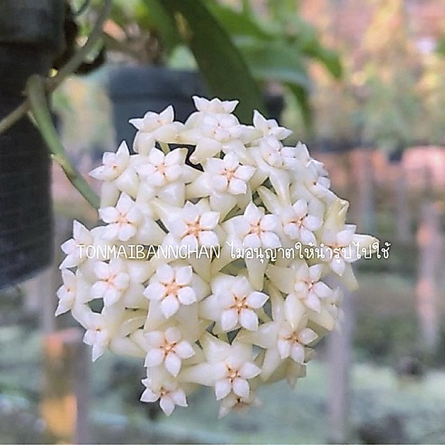 Hoya pottsii กลิ่นหอมฟุ้ง กลิ่นหวานคล้ายน้ำหอม ดอกขาวนวล ออกดอกเก่ง
