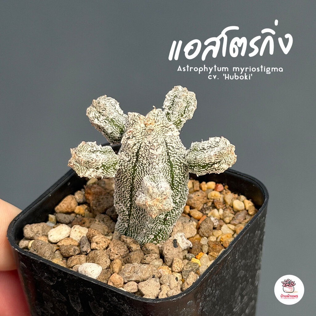แอสโตรกิ่ง Astrophytum myriostigma cv. 'Huboki' แคคตัส กระบองเพชร cactus&succulent