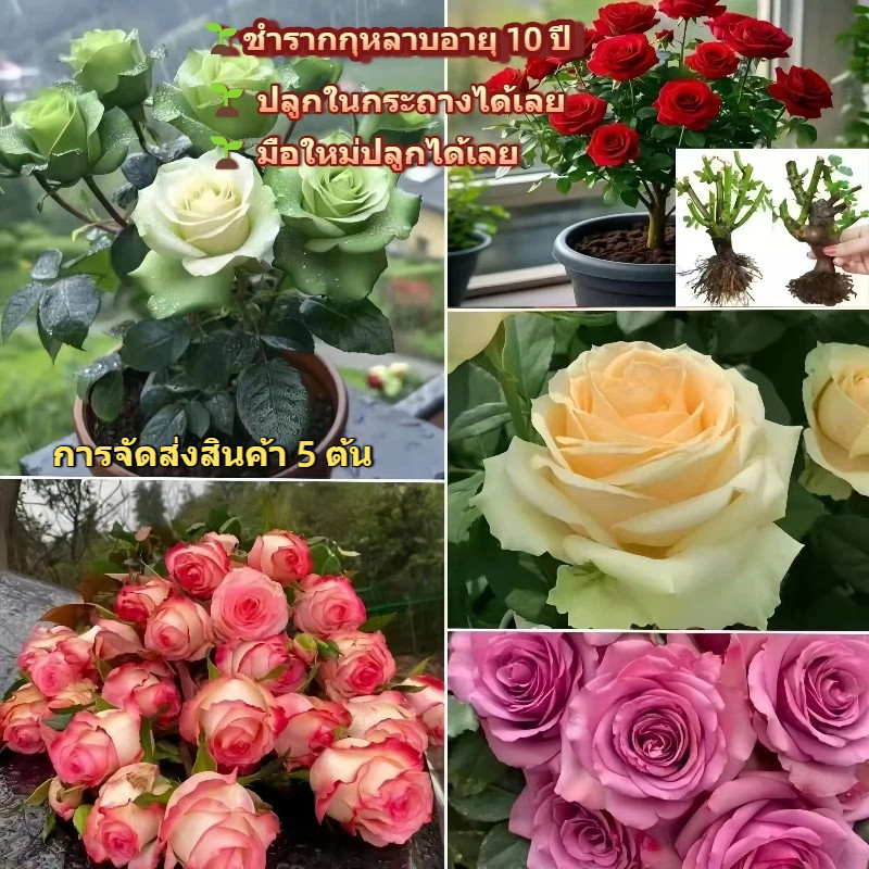 ชำรากกุหลาบเก่า 10 ปี 5 ต้น ดอกใหญ่บานเยอะ ปลูกง่าย อยู่รอดสูง ตกแต่งระเบียงได้