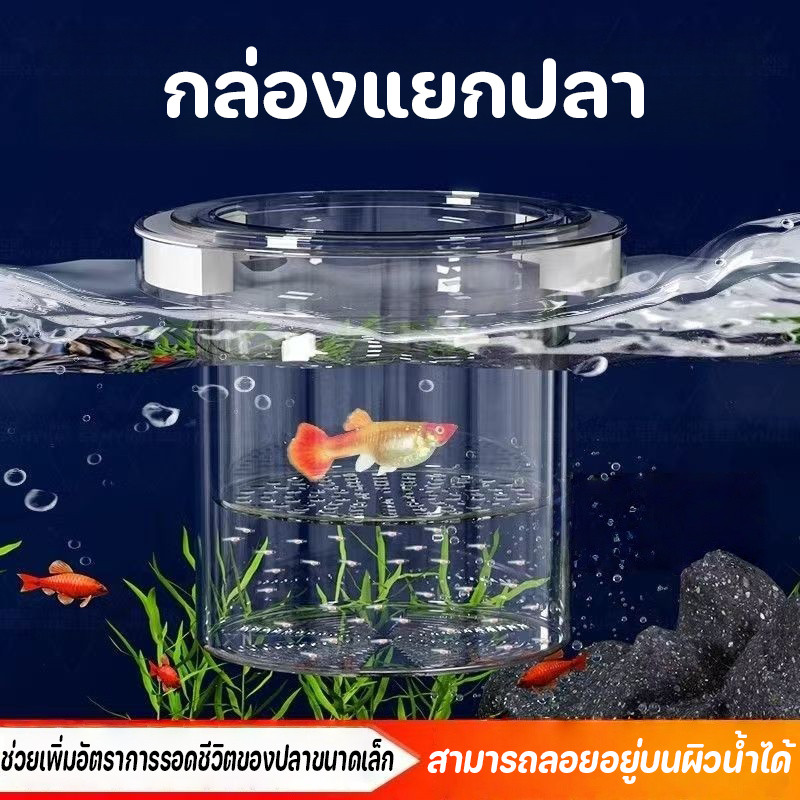 ถังแยกปลากัด กล่องแยกปลา เพิ่มอัตราการรอดชีวิตของปลา ปกป้องไข่ปลา ลอยอยู่ในน้ำ ปกป้องต้นอ่อน