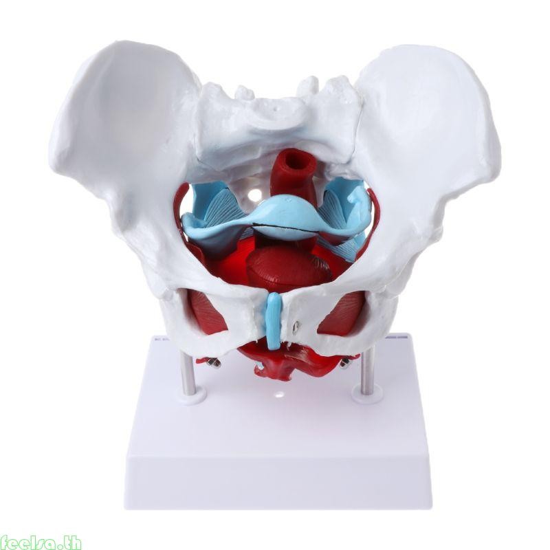 รู้สึกว่าหญิง Pelvis แบบจําลองกล้ามเนื้ออุ้งเชิงกรานกล้ามเนื้อมดลูกรังไข่การสอนทรัพยากร E
