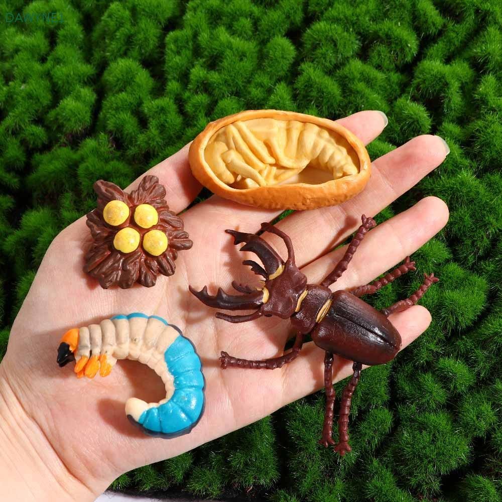 DWAYNE1 Growth CYCLE รุ่นสําหรับเด็กการศึกษาพลาสติกรุ่นแมลงสัตว์ไก่ Spider Life CYCLE ตุ๊กตา