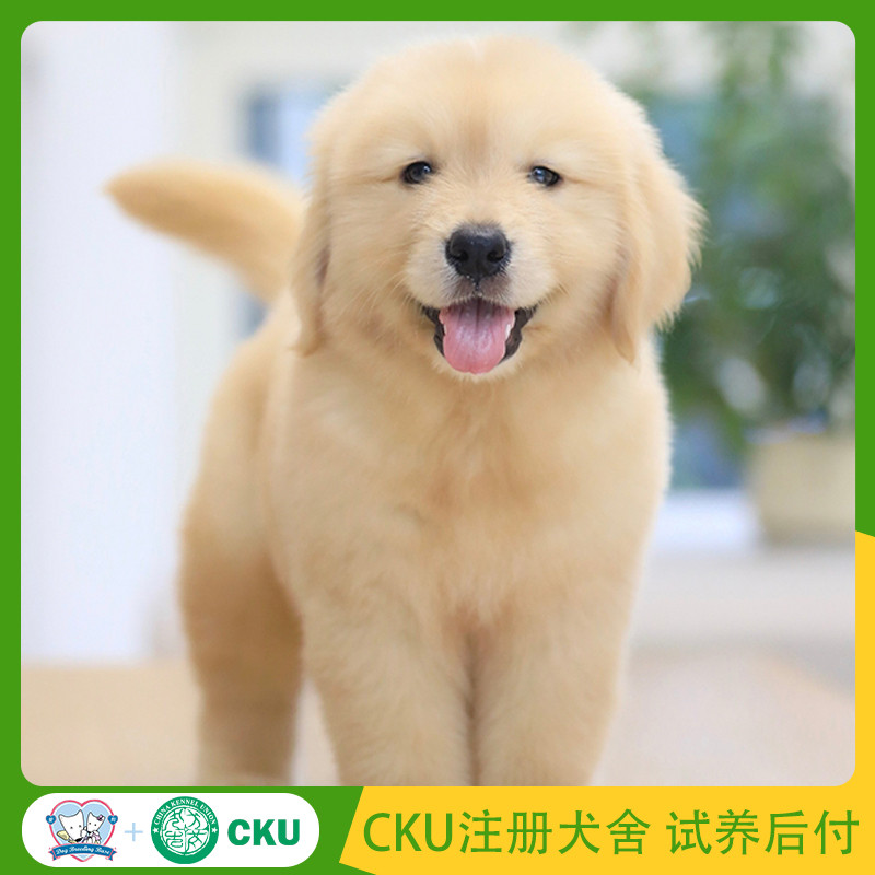 Golden Retriever Puppies Pure Breed Healthy Guide Dogs Big Head Wide Mouth Big Skeleton Find Dogs La
