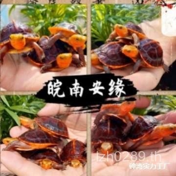 An Yuan Jing Egg Closed Shell Turtle Taiyuan แผ่นดินใหญ่สีเหลือง Yuan Turtle Nan l Yuan Young Turtle