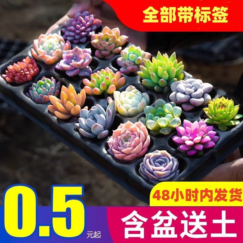 R พร้อมสต็อก Succulents ดอกไม้ในร่มพืชสีเขียว Good Raising Easy Living เข็มขัดขายส่ง High-End ชุดสาม