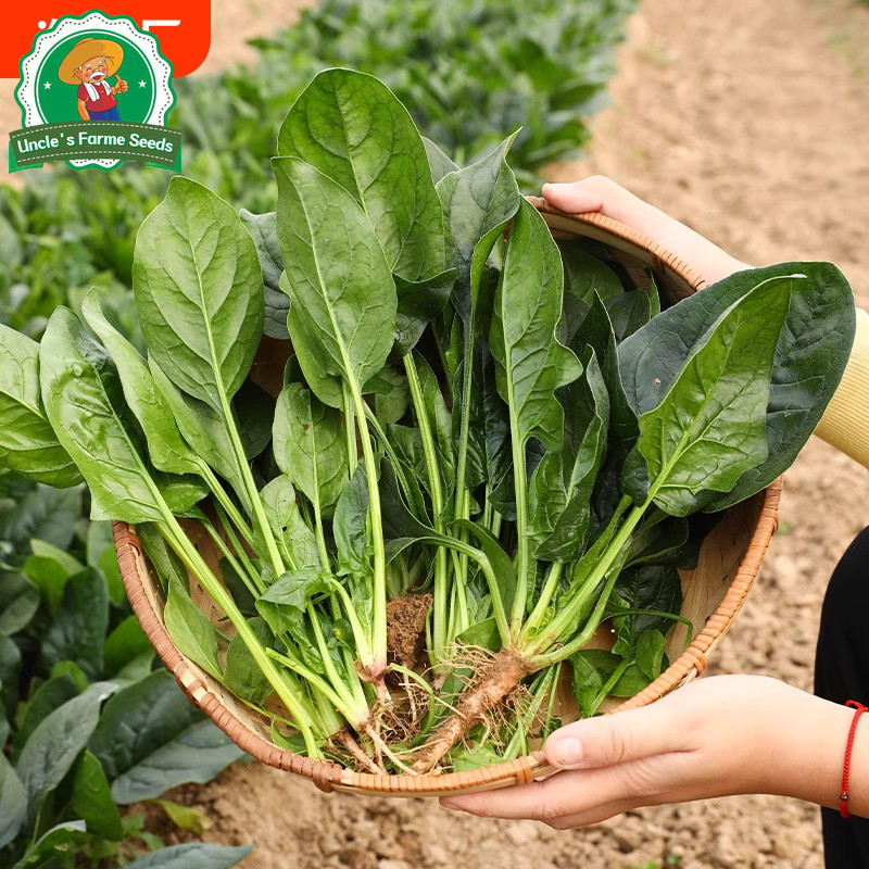 งอกง่าย 200เมล็ด/ซอง ทานอร่อย เมล็ดปวยเล้ง Chinese Spinach Seeds Vegetable Seeds Plant ปวยเล้งยักษ์ ญี่ปุ่น เมล็ดปวยเล้ง - รูปที่ 2