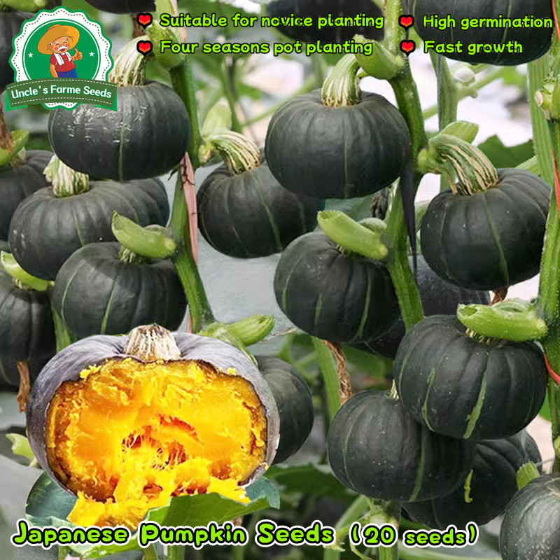 20 เมล็ด เมล็ดพันธุ์ ฟักทองญี่ปุ่น Japanese Pumpkin Seeds for Planting Vegetables Plants เมล็ดฟักทอง เมล็ดพันธุ์ผัก