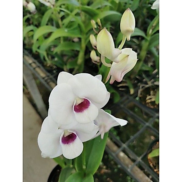 กล้วยไม้หวาย​ สีดอกผักบุ้ง(ขาวปากแดงกลม)