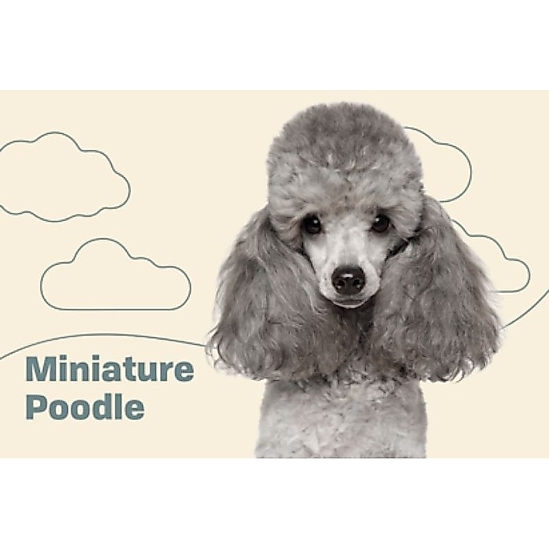 ตุ๊กตาน้องพุดเดิ้ล Poodle