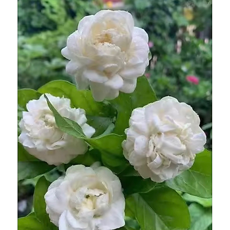 #ต้นมะลิซ้อน #Jasminum sanbac #ไม้ขุดล้อม) กลิ่นหอมแรง ชอบแดดจัด ดอกสีขาวใหญ่กลีบซ้อนเกยกันมากกว่า 5ชั้นต้นสูง80-1.20 ซม