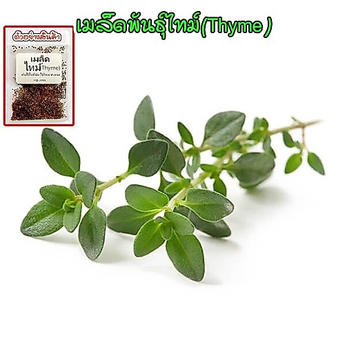 เมล็ดไทม์ สมุนไพรฝรั่ง Thyme 90-200 เมล็ด ใช้ทำอาหาร มีกลิ่นหอม (10 แถม 1 คละได้)